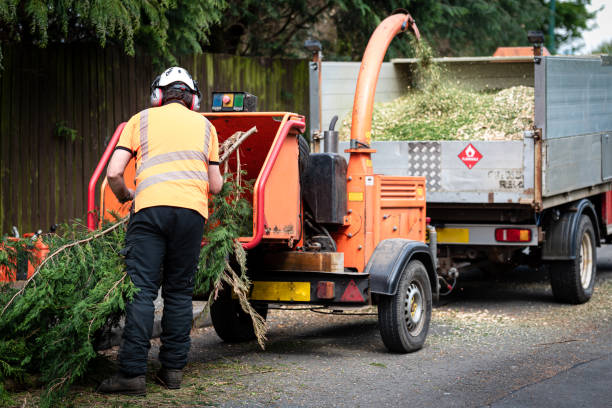 Best Tree Maintenance Programs  in Mount Pleasant, IA