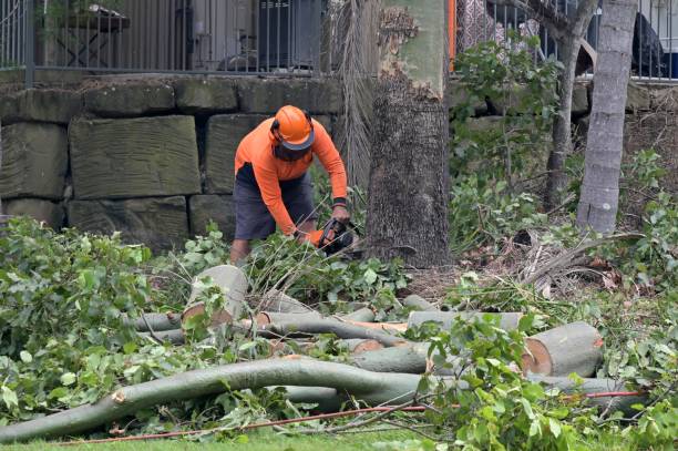 Professional Tree Care Services in Mount Pleasant, IA