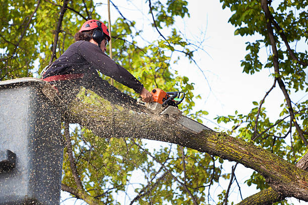 Best Lawn Disease Treatment  in Mount Pleasant, IA